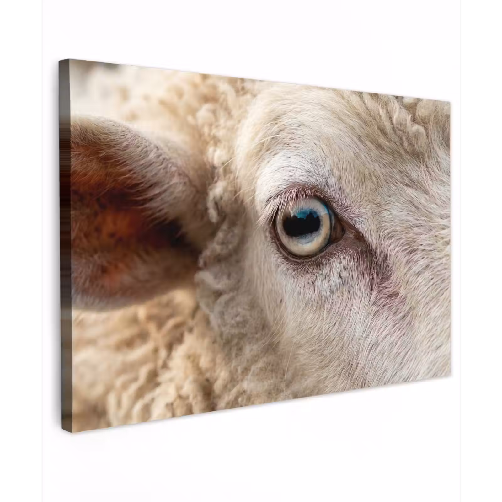 Canvas schilderij - Schaap - Oog - Wit — 1
