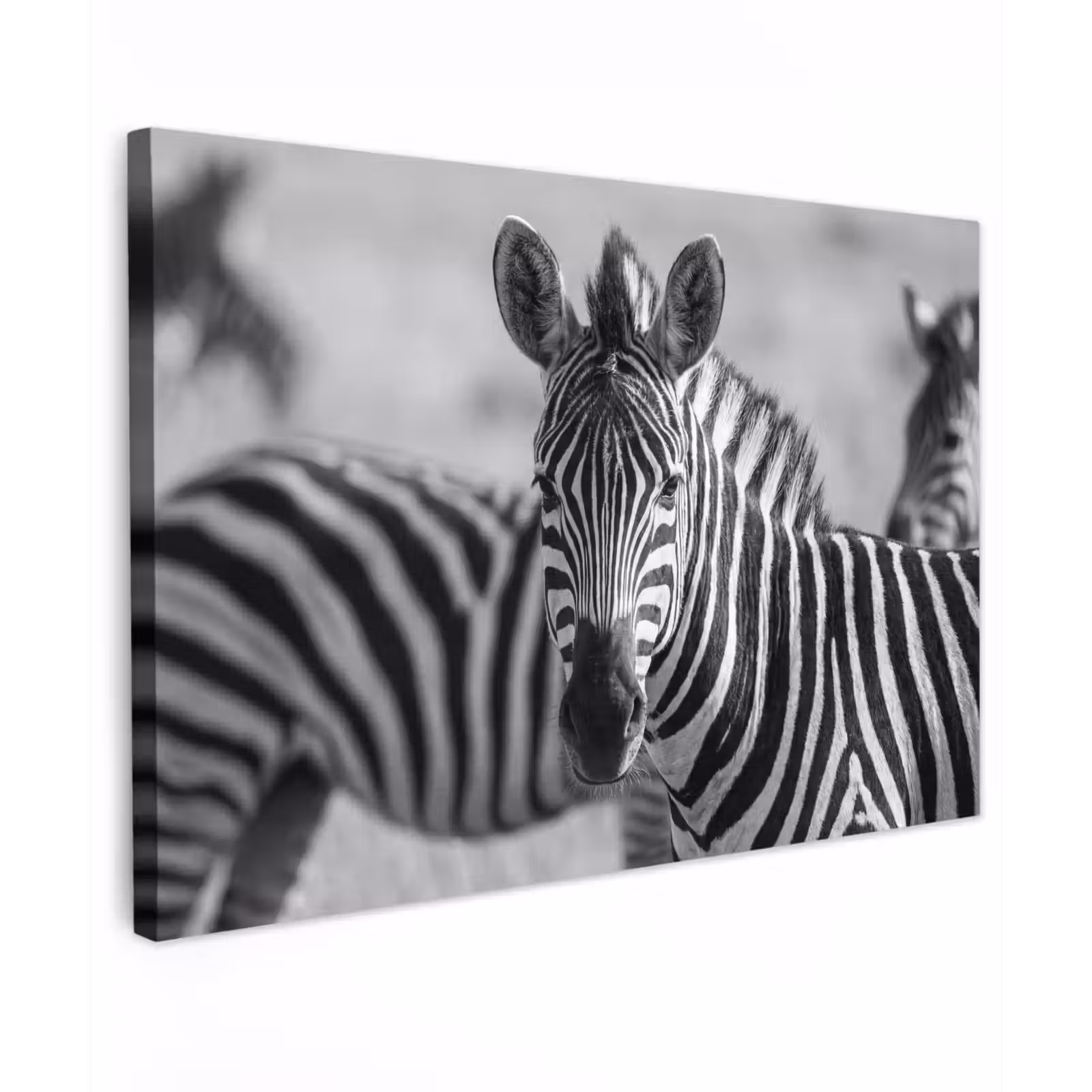 Canvas schilderij - Zebra's - Zwart - Wit — 1