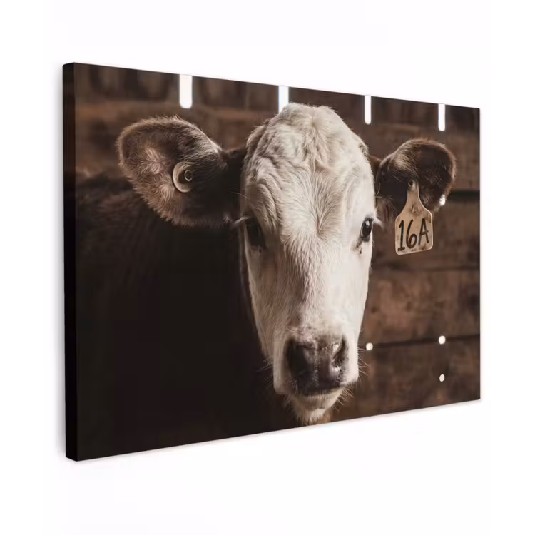 Canvas schilderij - Kalf - Oormerk - Houten stal — 1