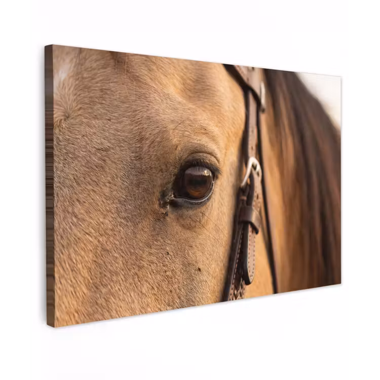 Canvas schilderij - Paard - Oog - Bruin — 1
