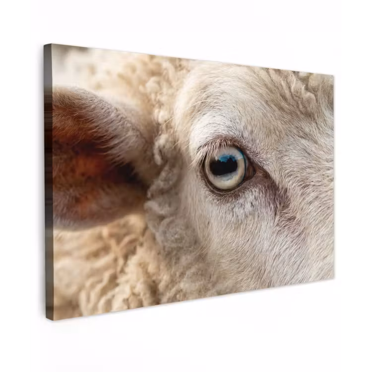 Canvas schilderij - Schaap - Oog - Wit — 1