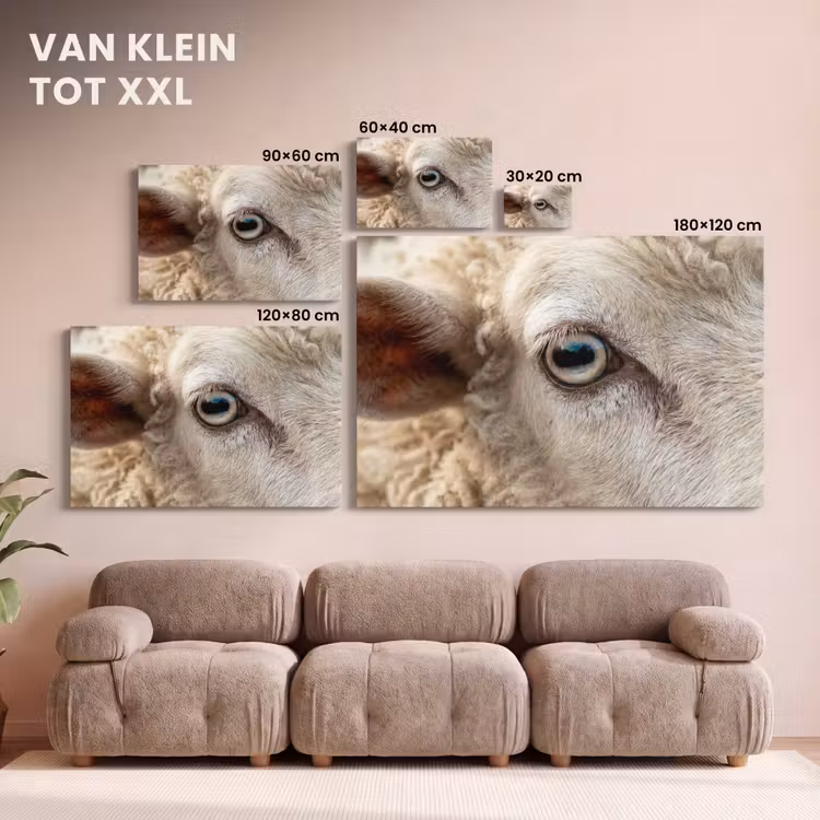 Canvas schilderij - Schaap - Oog - Wit — 8