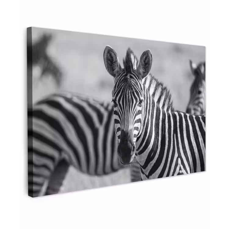 Canvas schilderij - Zebra's - Zwart - Wit — 1