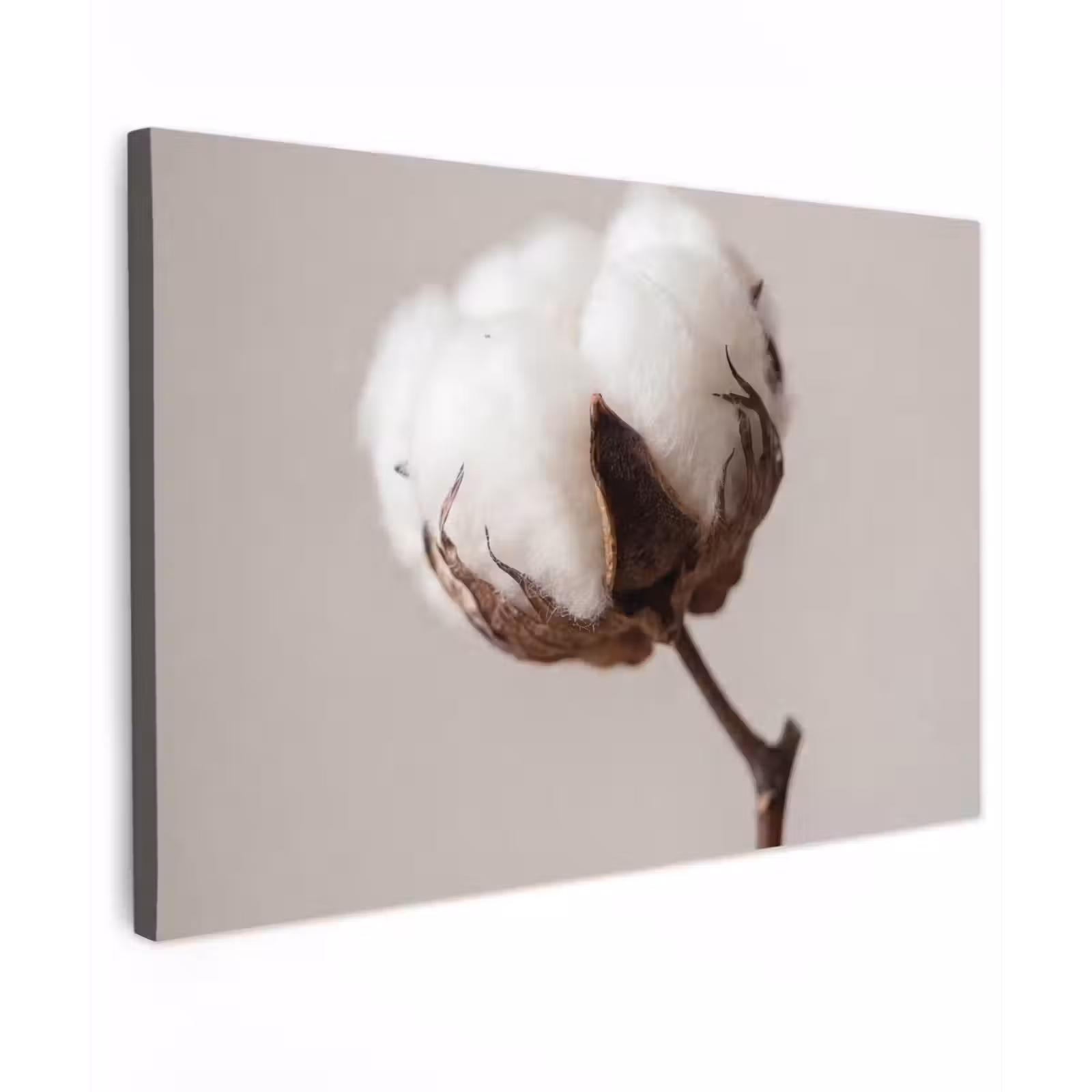 Canvas schilderij - Katoenbol - Minimalistisch - Wit — 1