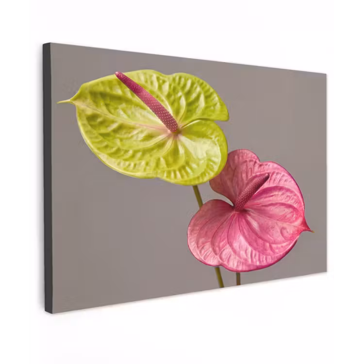 Canvas schilderij - Planten - Anthurium - Groen - Roze — 1