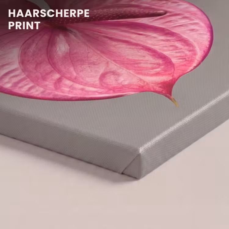 Canvas schilderij - Planten - Anthurium - Groen - Roze — 5