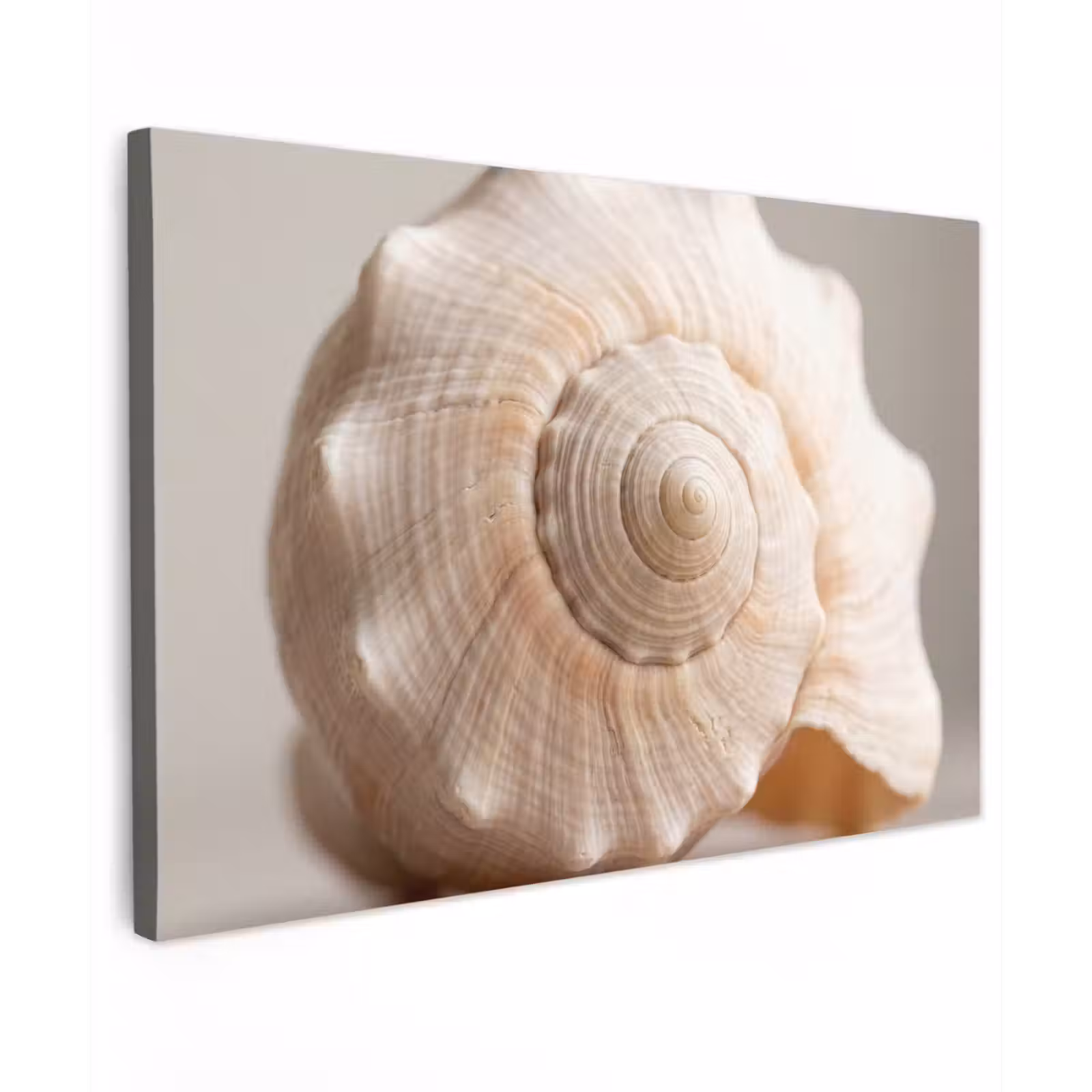 Canvas schilderij - Schelp - Detail - Beige — 1