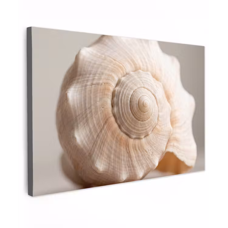 Canvas schilderij - Schelp - Detail - Beige — 1