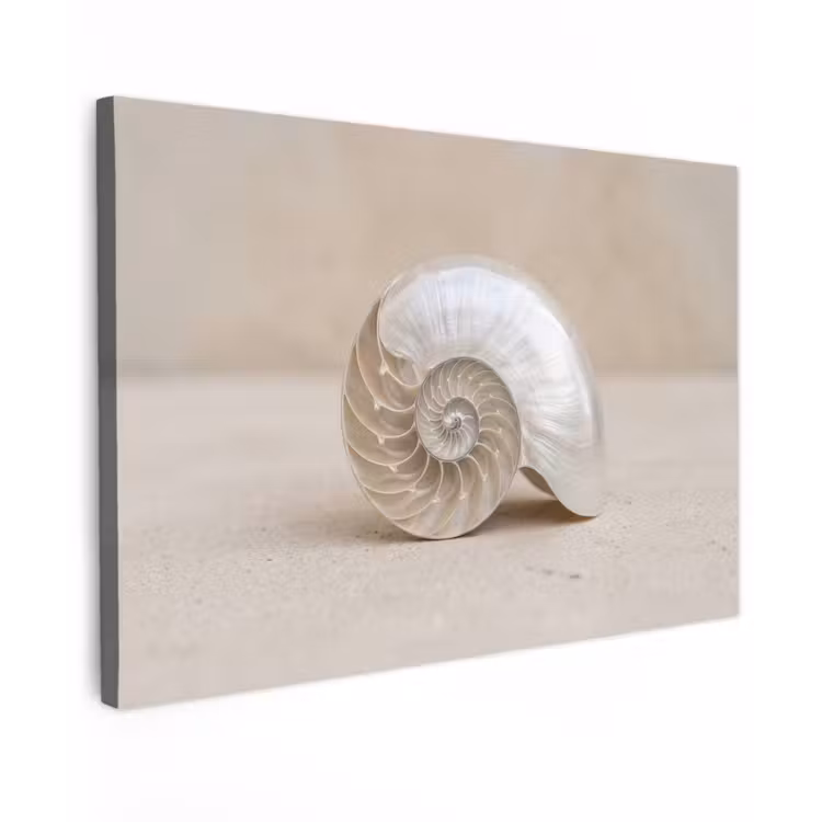 Canvas schilderij - Schelp - Spiraal - Beige — 1
