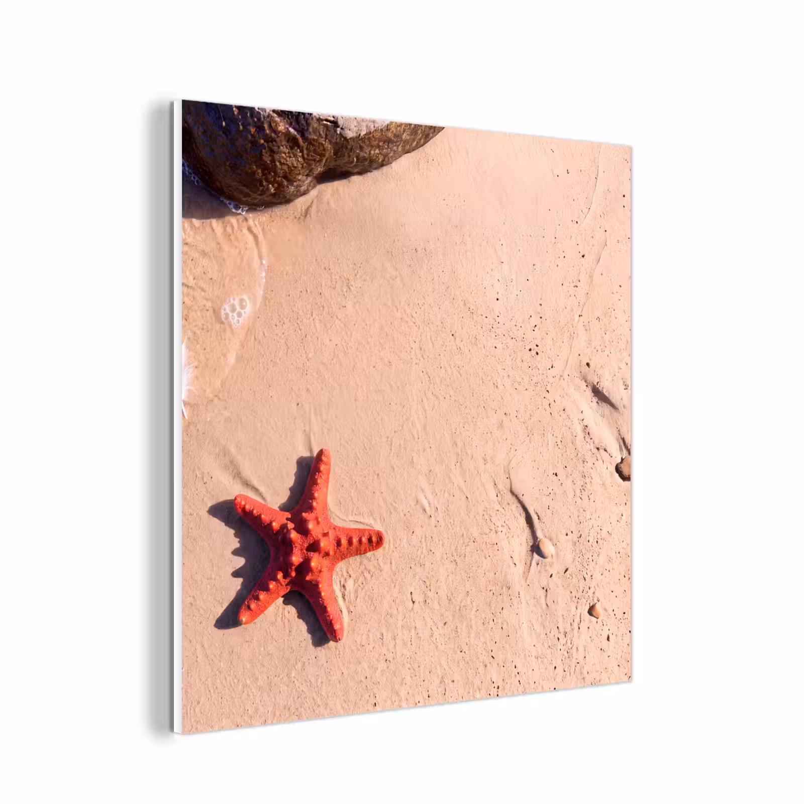 Forex - Dieren - Strand - Zee - Natuur - Rood — 1