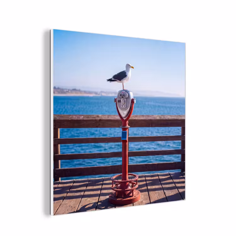 Forex - Vogel - Verrekijker - Kust - Zee - Blauw — 1