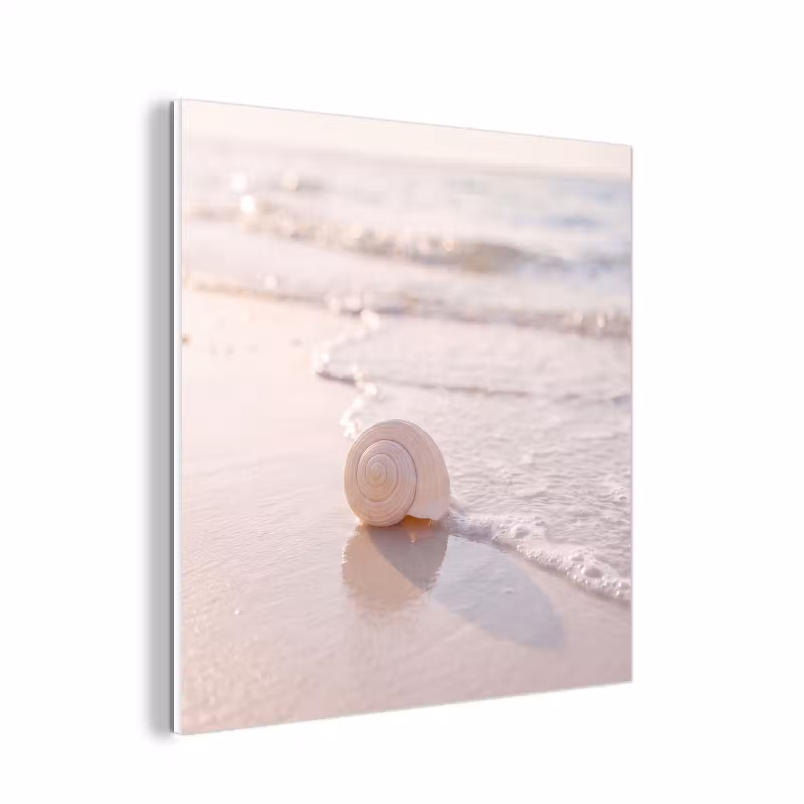Forex - Zeeschelp - Strand - Zee - Natuur - Beige — 1