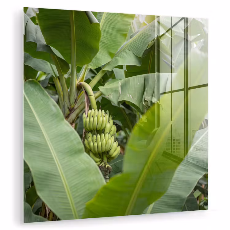 Glas schilderij - Eten - Bananen - Plantage - Groen — 1