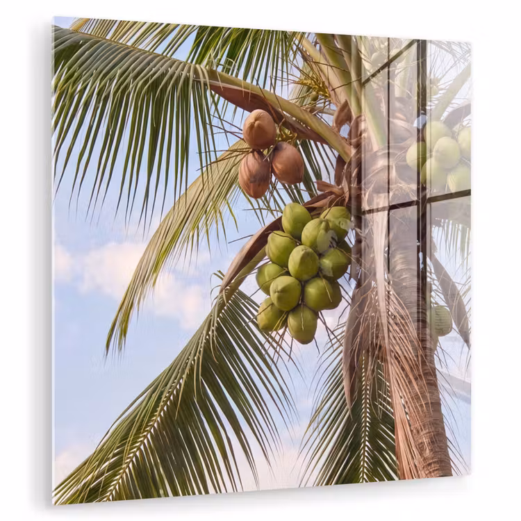 Glas schilderij - Kokosnoot - Boom - Tropisch - Natuur - Groen — 1