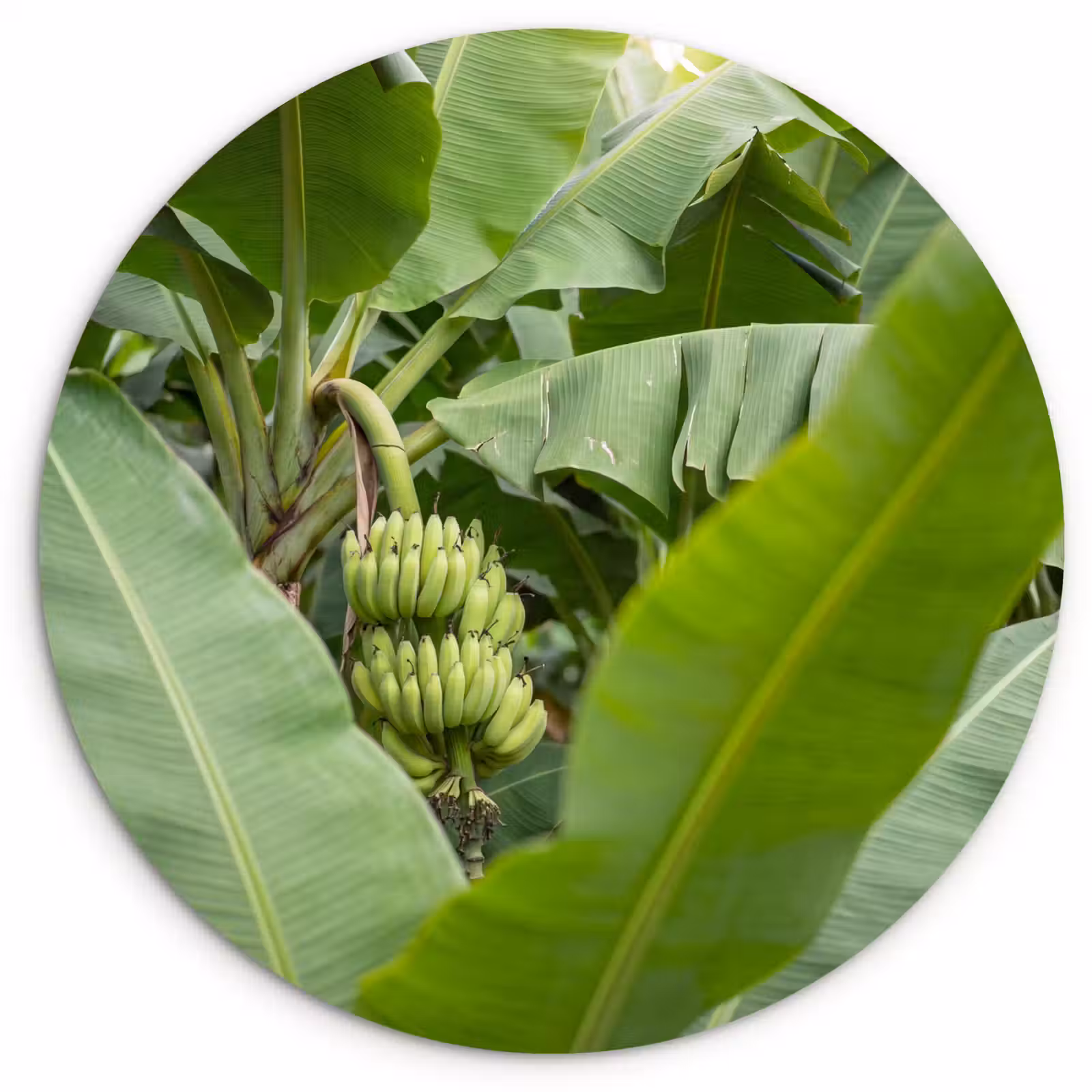 Wandcirkel - Glas - Eten - Bananen - Plantage - Groen — 1