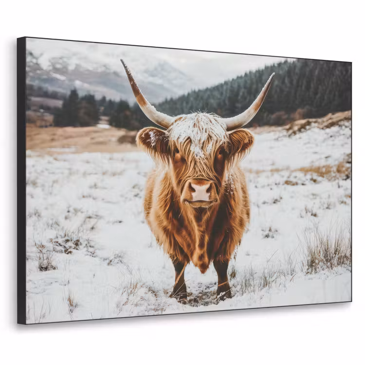 Art Frame - Schotse Hooglander - Landschap - Sneeuw - Bergen - Winter — 1
