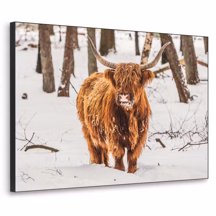Art Frame - Schotse Hooglander - Sneeuw - Winter - Natuur - Dieren — 1