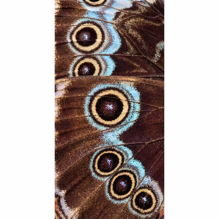 Behang - Vleugels - Vlinder - Blauw β 2