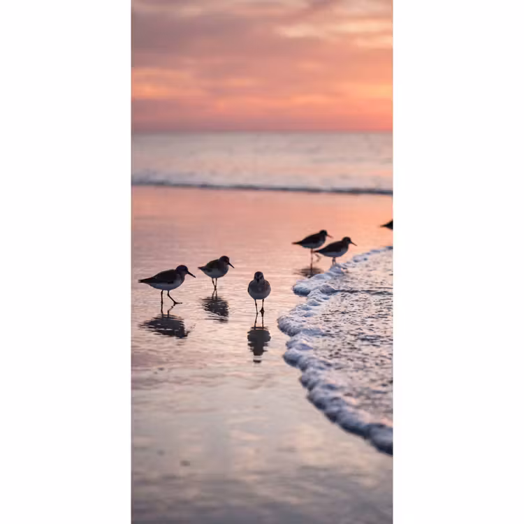 Behang - Meeuwen - Strand - Zee - Roze β 2