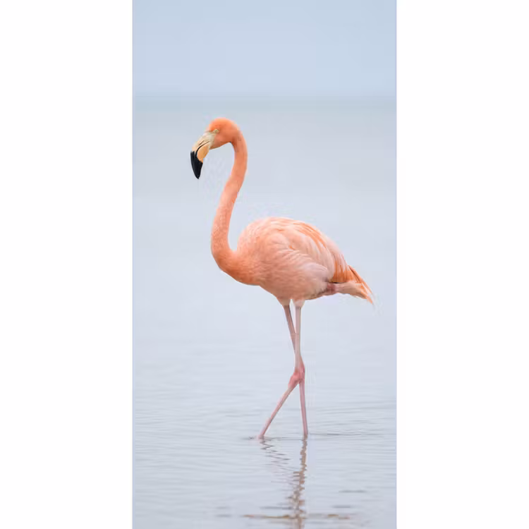 Behang - Flamingo - Zee - Roze — 2