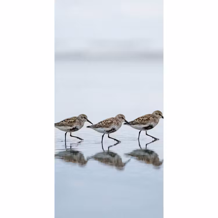 Behang - Vogels - Water - Grijs — 2