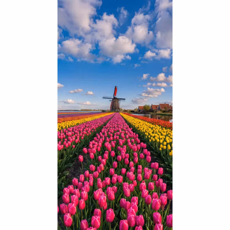 Behang - Tulpen - Holland - Molen - Kleurrijk — 2