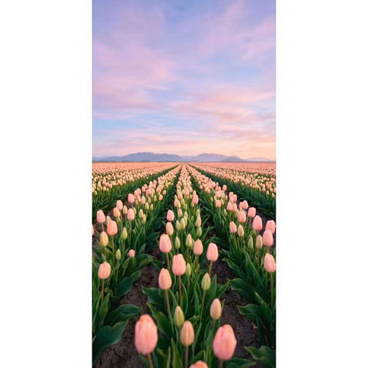 Behang - Tulpen - Landschap - Roze — 2