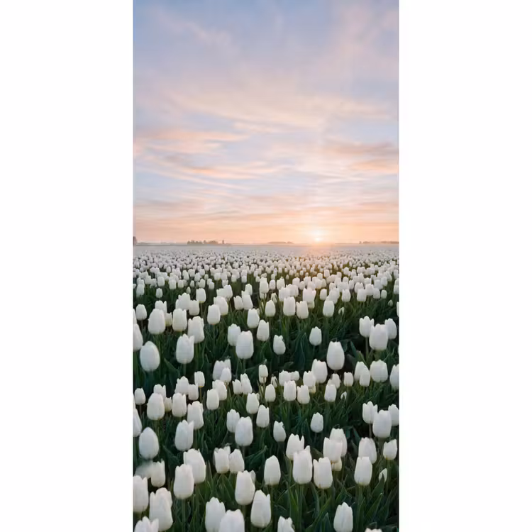 Behang - Tulpen - Landschap - Wit — 2