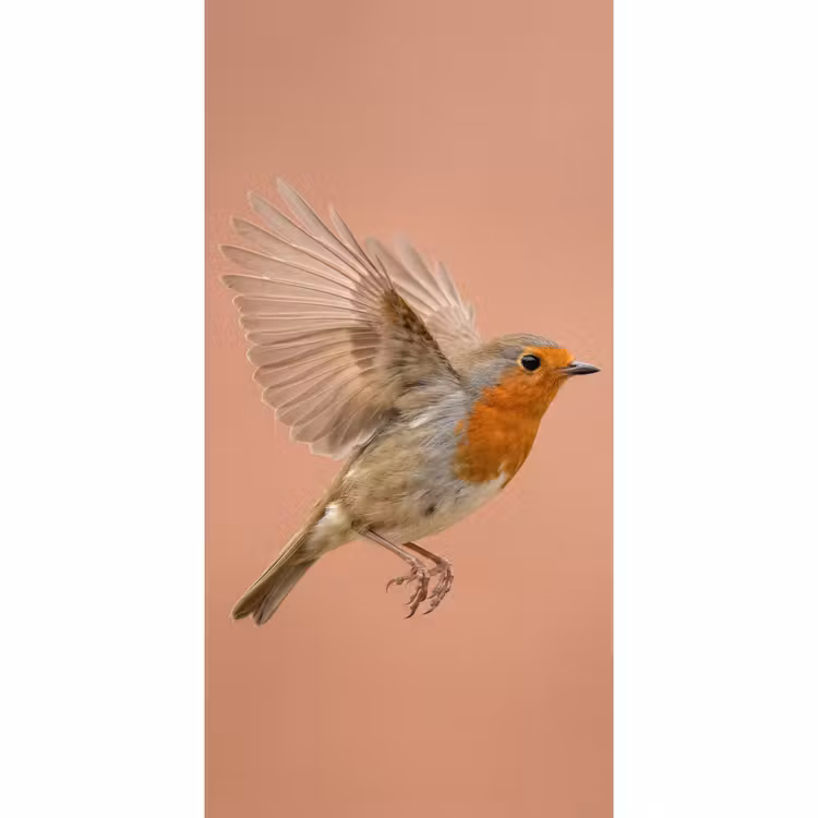 Behang - Roodborst - Natuur - Roze — 2