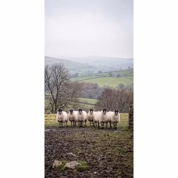 Behang - Schapen - Rij - Weide - Dieren - Platteland — 2