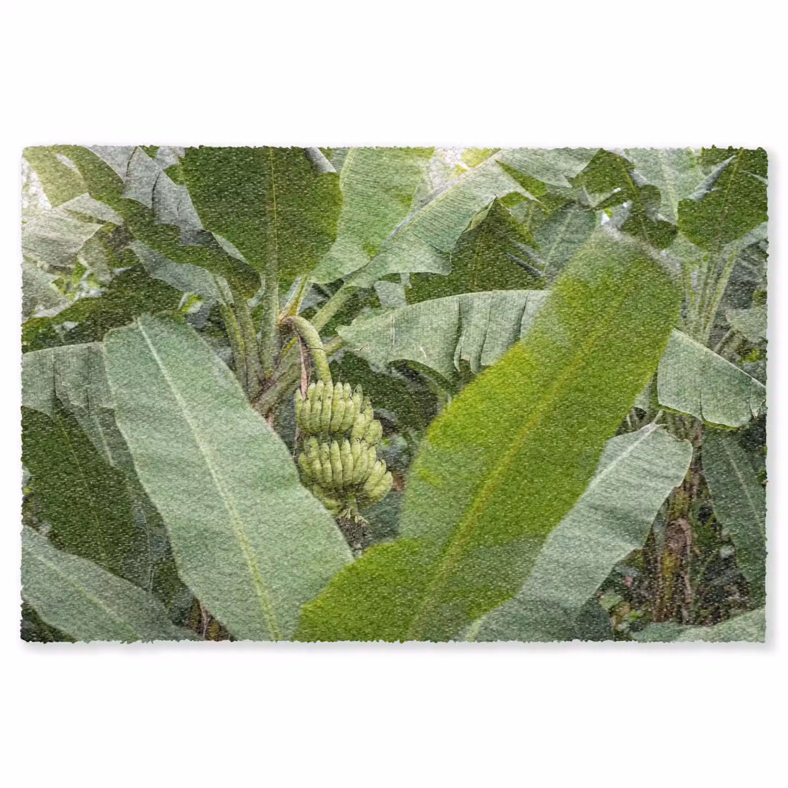Vloerkleed - Eten - Bananen - Plantage - Groen — 1
