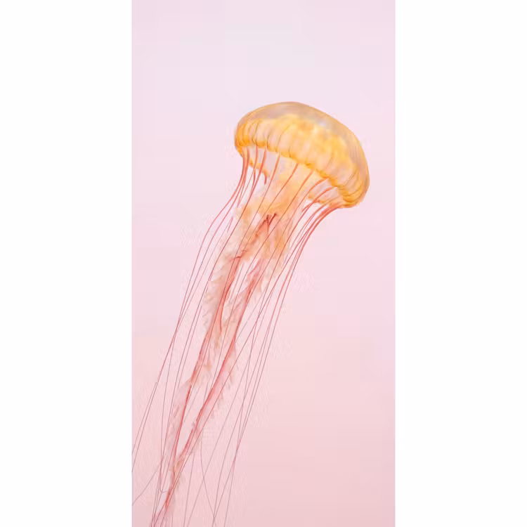 Behang - Sierlijk - Kwal - Roze — 2