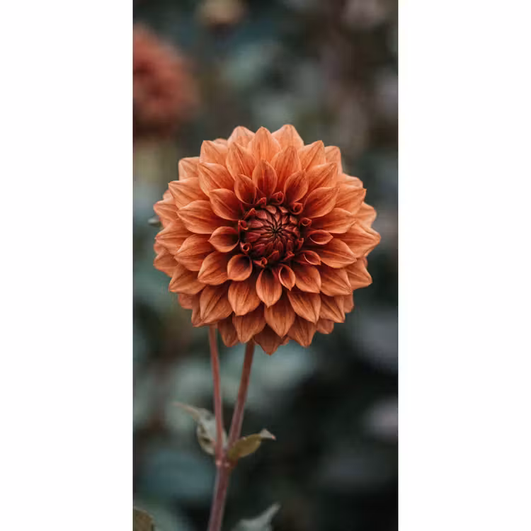Behang - Dahlia - Bloem - Natuur - Sfeervol — 2