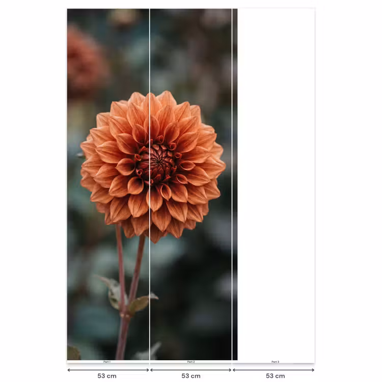 Behang - Dahlia - Bloem - Natuur - Sfeervol — 6
