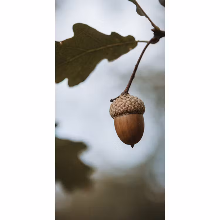 Behang - Eikel - Eikenblad - Bos - Herfst - Natuur — 2