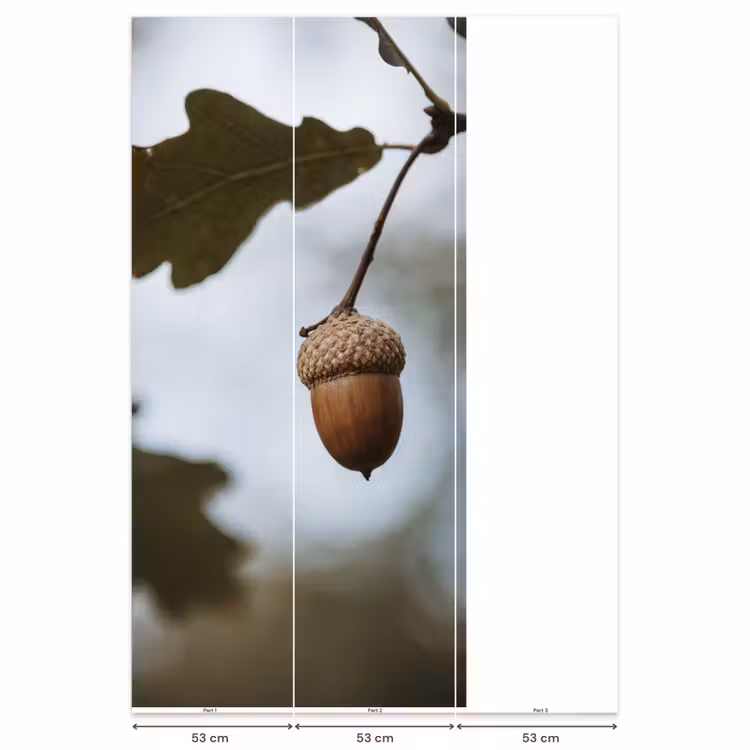 Behang - Eikel - Eikenblad - Bos - Herfst - Natuur — 6