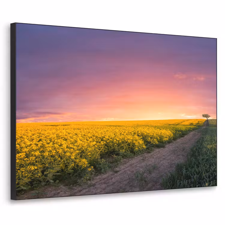 Art Frame - Bloemen - Weg - Lucht - Geel - Paars - Zonsondergang - Natuur — 1