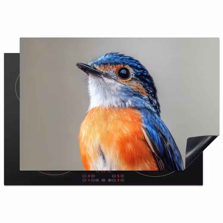 Inductie beschermer - Kleurrijk - Vogeltje - Veren - Blauw — 1