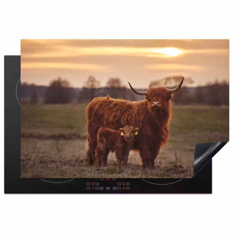 Inductie beschermer - Schotse hooglander - Dieren - Landschap - Zonsondergang - Koe