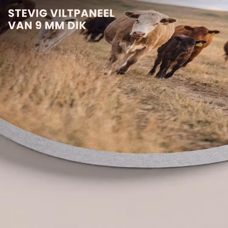 Akoestisch schilderij rond - Runderen - Kudde - Landschap - Weide - Rustig — 5