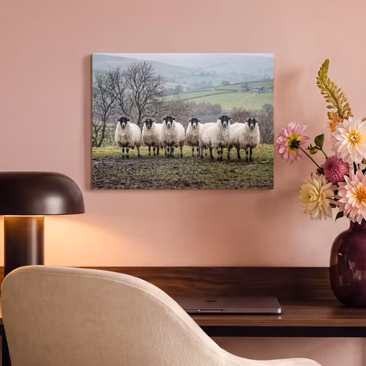 Akoestisch schilderij - Schapen - Rij - Weide - Dieren - Platteland — 6
