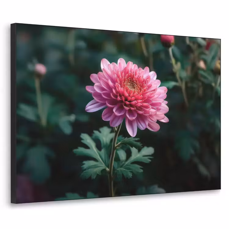 Art Frame - Blad - Chrysant - Roze - Schaduw — 1