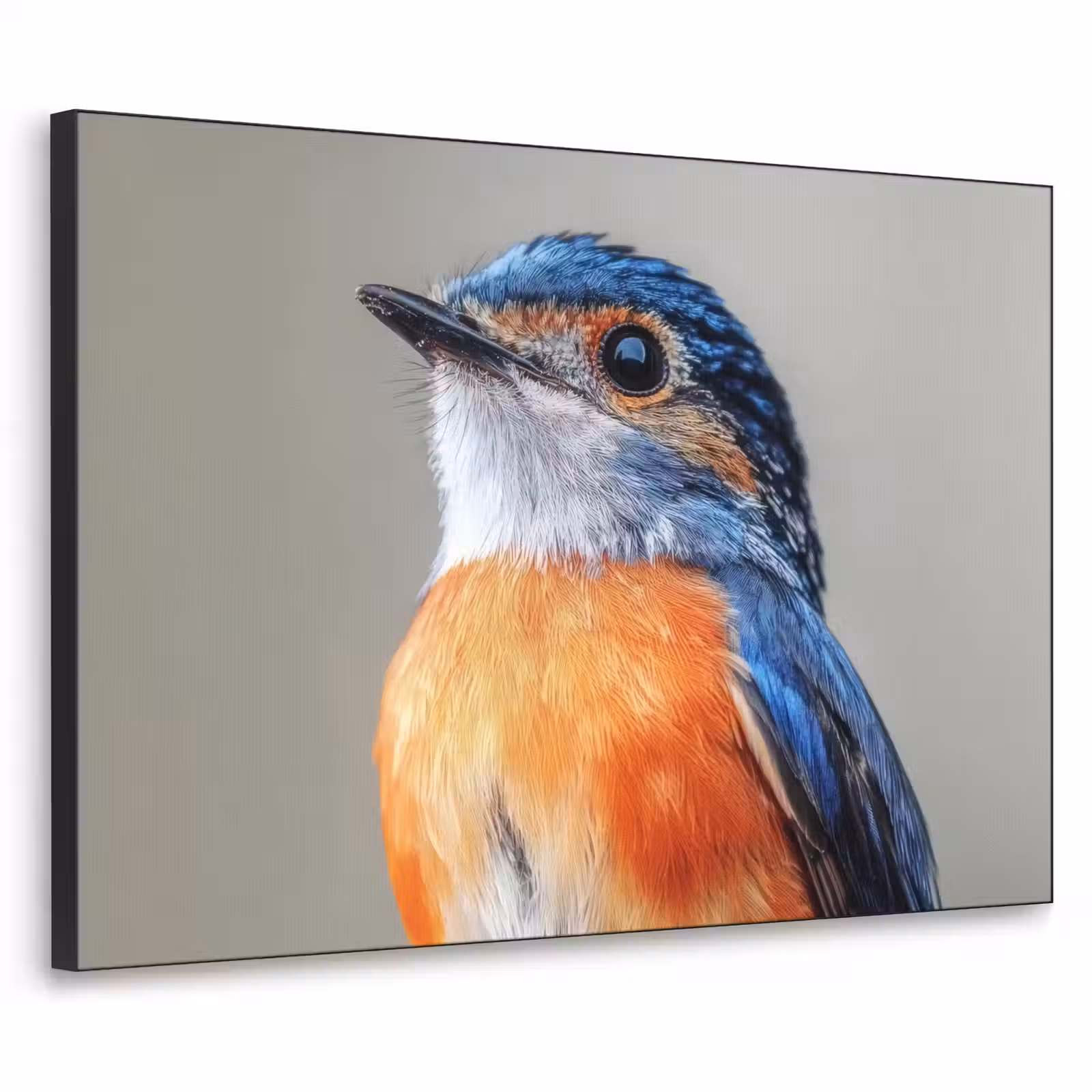 Art Frame - Kleurrijk - Vogeltje - Veren - Blauw — 1