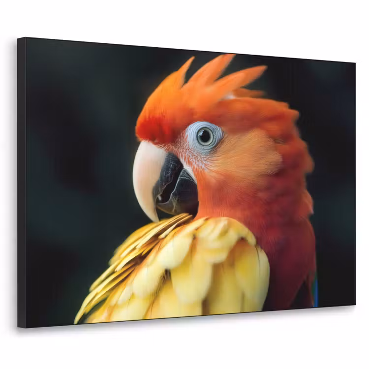 Art Frame - Close-up - Papegaai - Veren - Oranje — 1