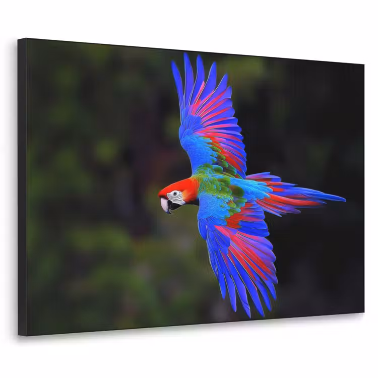 Art Frame - Felgekleurd - Papegaai - Bos - Vleugels — 1