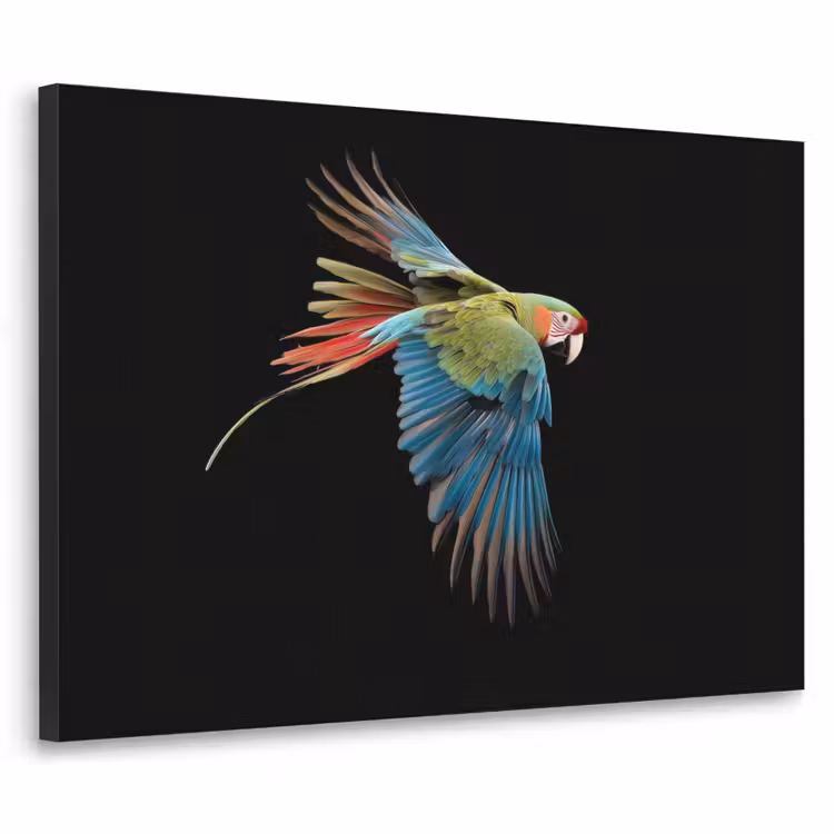 Art Frame - Papegaai - Kleurrijk - Vleugels - Sierlijk — 1