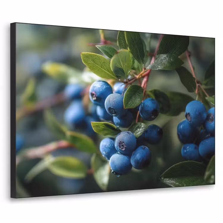 Art Frame - Blauwe bessen - Dauwdruppels - Natuurlijk licht — 1