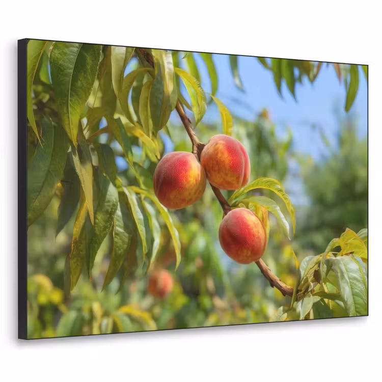 Art Frame - Perzik - Bladeren - Zonlicht — 1