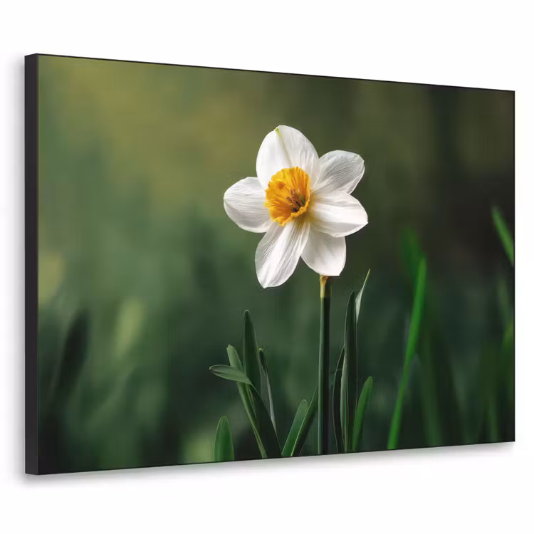 Art Frame - Narcis - Bloem - Wit - Grassprieten — 1