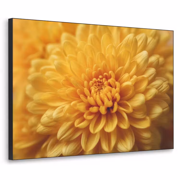 Art Frame - Geel - Chrysant - Zachtheid — 1